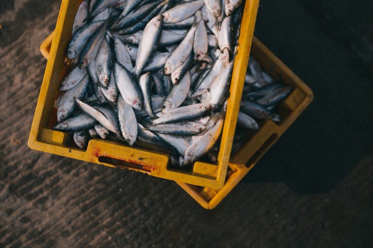 INTA determina cantidad de Omega 3 presente en pescados chilenos